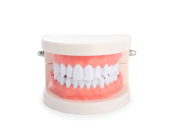 Teeth model typodont used for gingival barrier placement, tooth gem application and training.