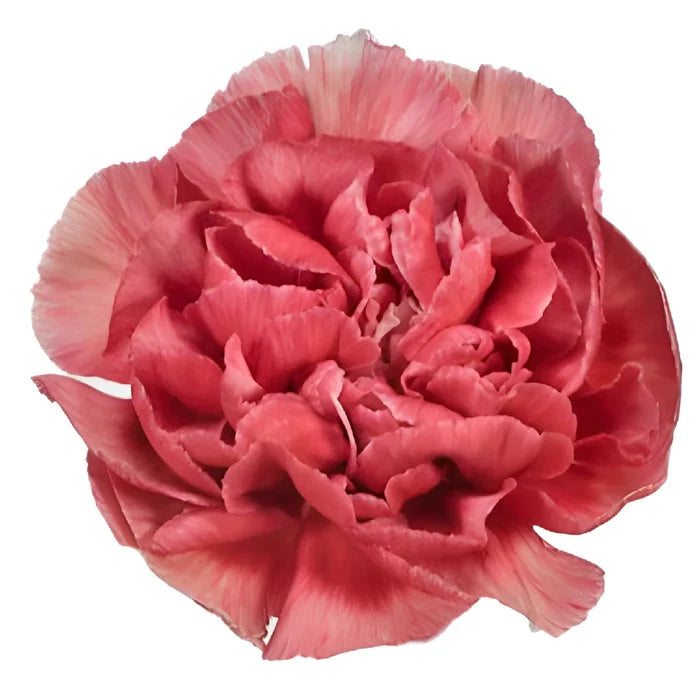 Antique Coral Carnation Flower Bloom