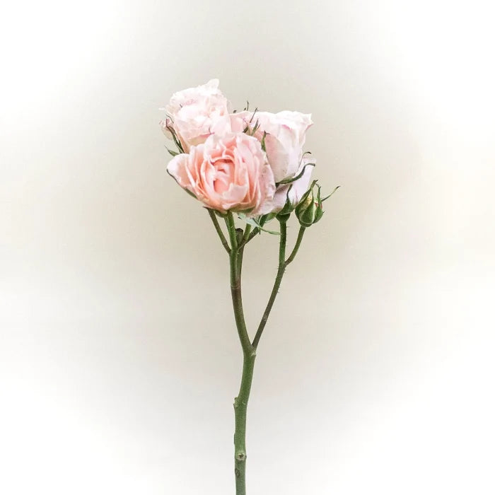 Bali Peach Rose Stem