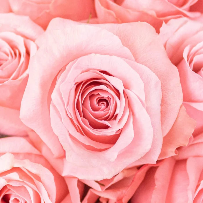 Be Sweet Pink Roses Up Close