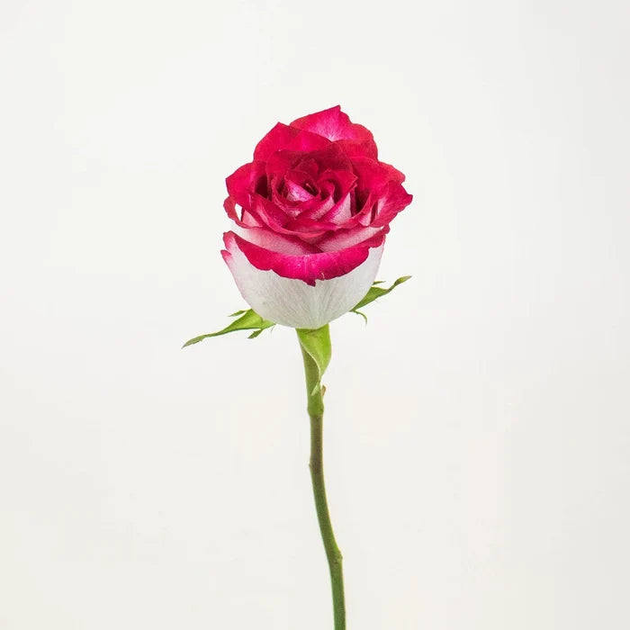 Cinderella Pink and White Rose Stem