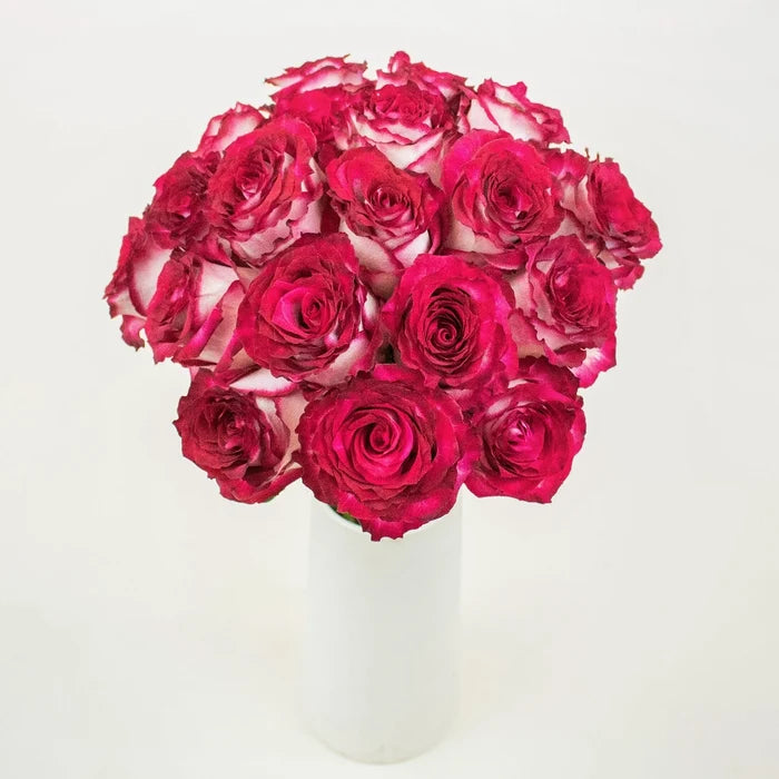 Cinderella Pink and White Rose in a Vase