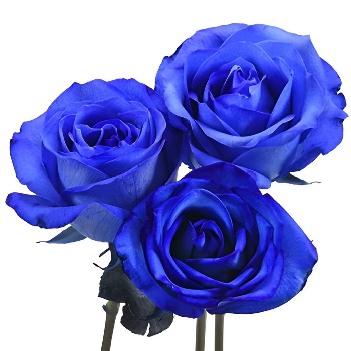 Blue Tinted Valentine's Day Roses