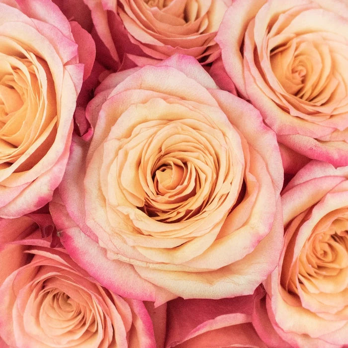 Bogart Peach Roses Up Close