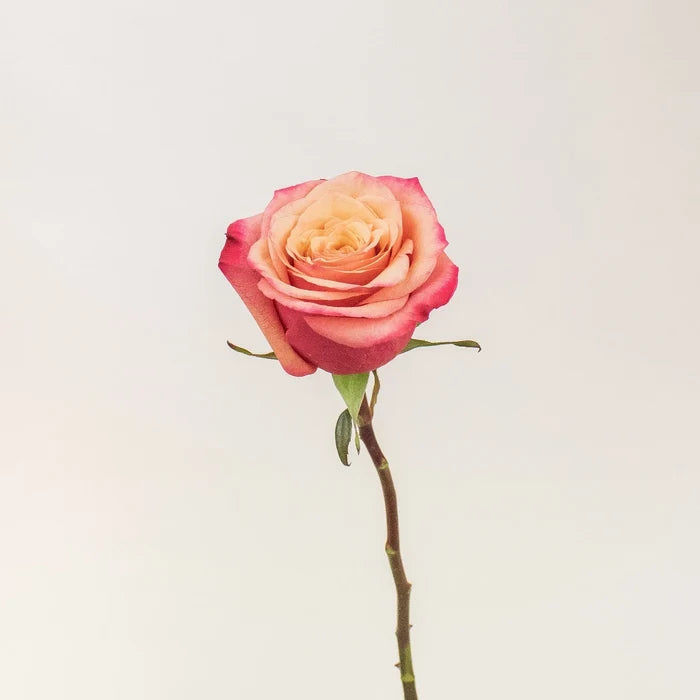 Bogart Peach Rose Stem