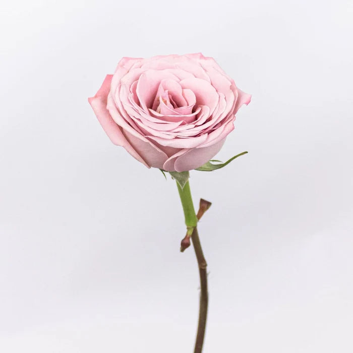 Mocha Lavender Mauve Rose Stem