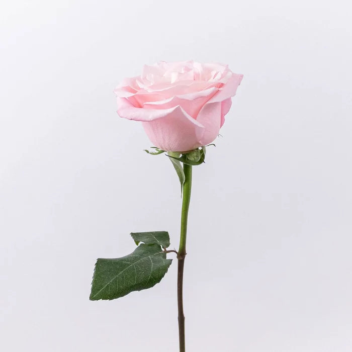 Cielo Light Pink Rose Stem