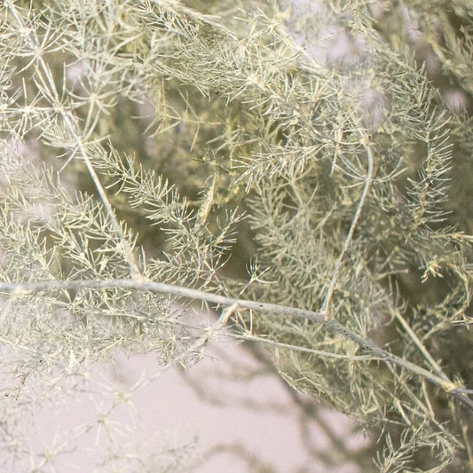 Asparagus Fern Cream Wholesale Greenery Up Close