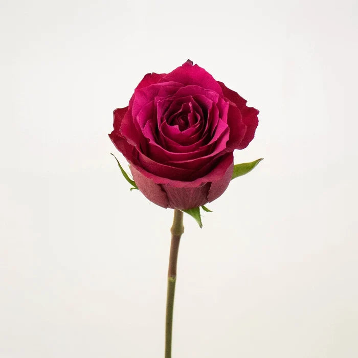 Merlot Red Valentines Roses Stem