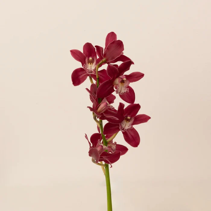 Exotic Rose Mini Cymbidium Orchid Stem - Image
