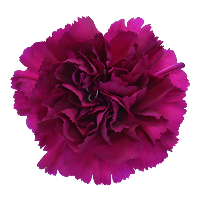 Golem Fuchsia Purple Carnation Flower FlatLay
