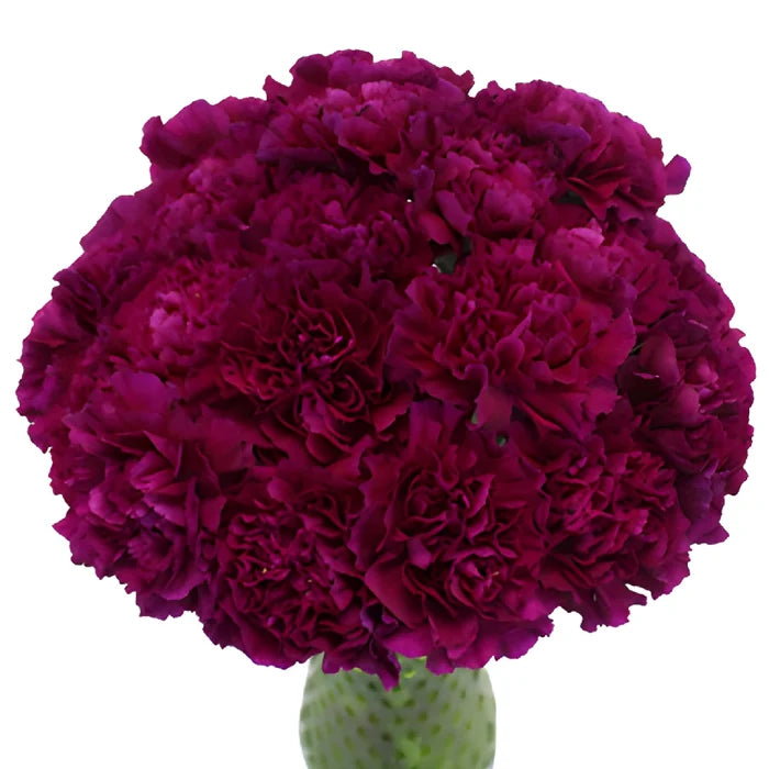 Golem Fuchsia Purple Carnation Flowers In a vase