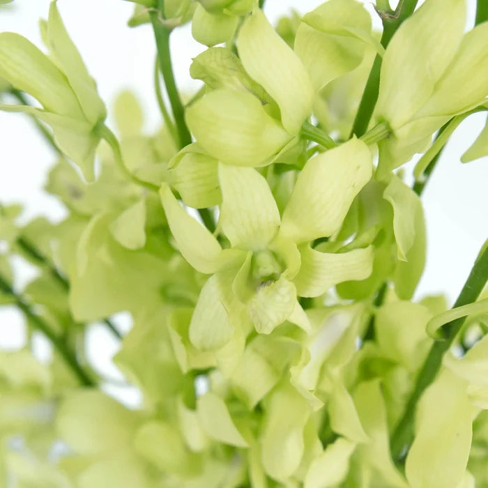 Green Geisha Orchid Flower Close Up - Image