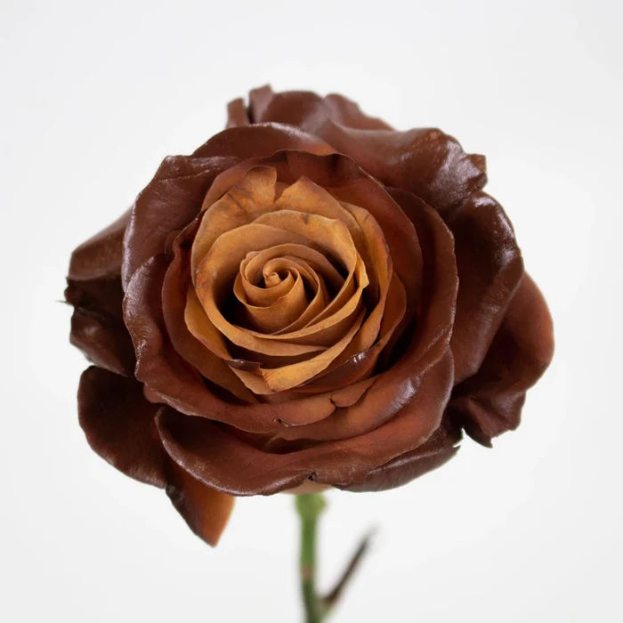 Hazel Cafe Au Lait Tinted Roses Flower Stem