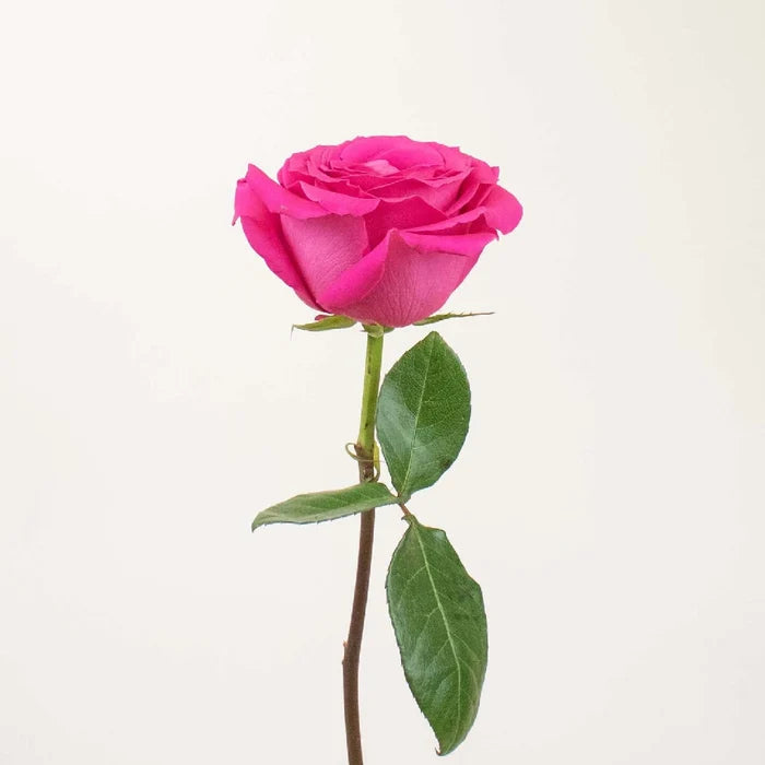Hot Pink Roses