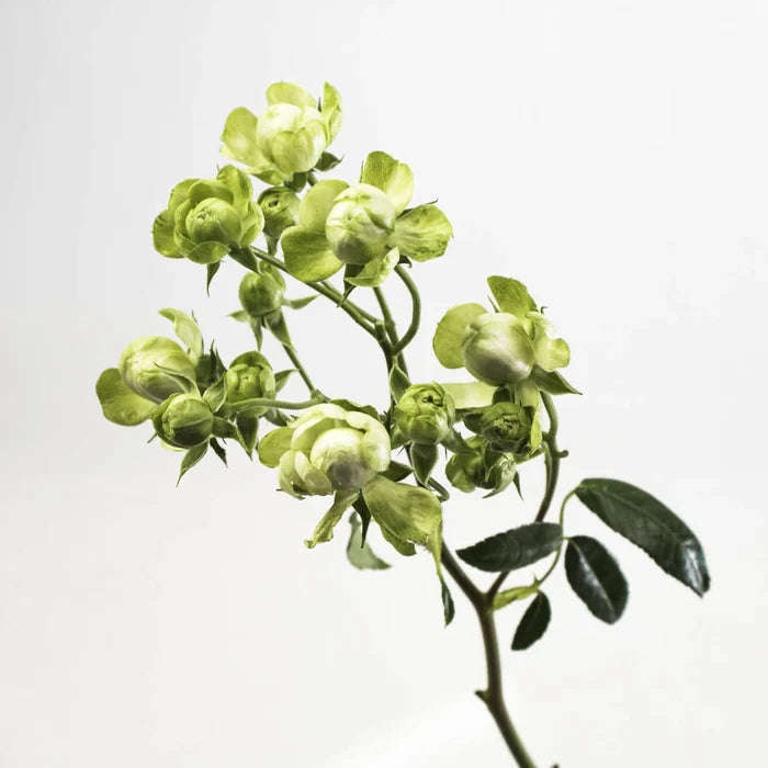 Green Spray Rose Flower Stem