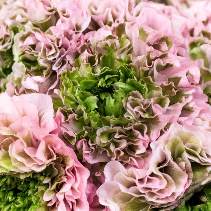 Light Pink Pon Pon Ranunculus Flowers Up Close
