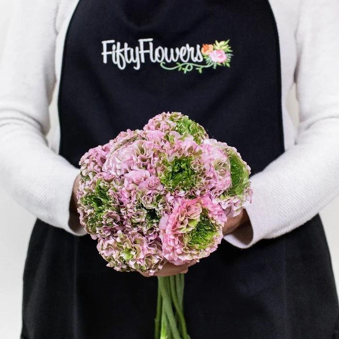 Light Pink Pon Pon Ranunculus Flowers in Hand