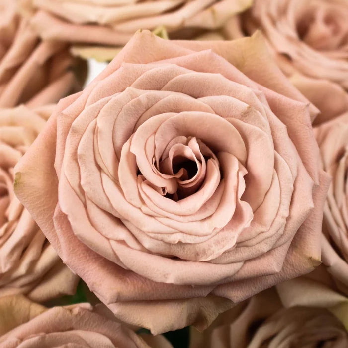 Mocca Mauve Roses Flower Up Close