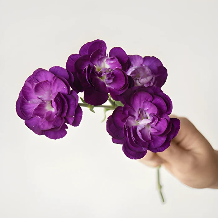 Deep Purple Mini Carnation Stem