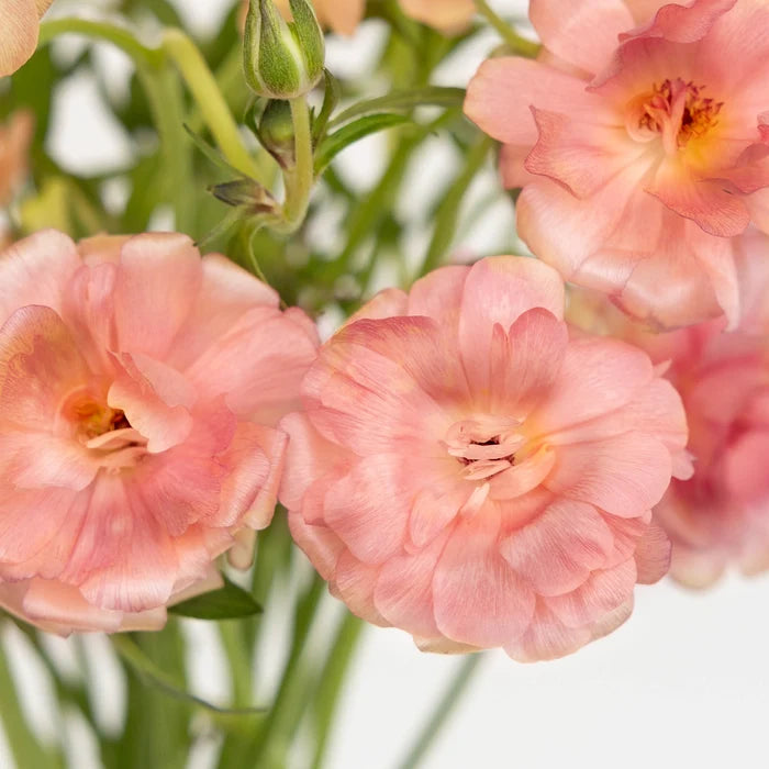 Peach Pink Butterfly Ranunculus Flower Close Up - Image