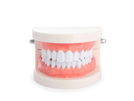 Teeth model typodont used for gingival barrier placement, tooth gem application and training.