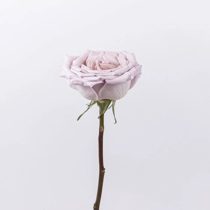Menta Light Purple Rose Stem