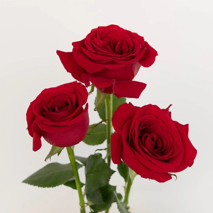 Red Ecuadorian Roses Vase - Image