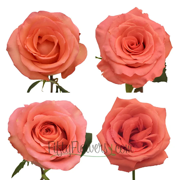 Salmon Rose 4 comparison chart