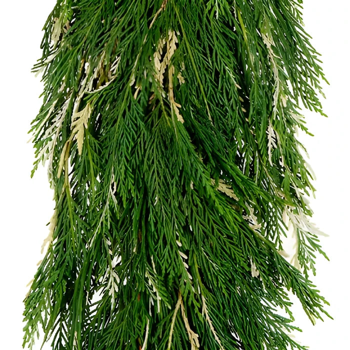 Variegated Leyland Cedar Garland